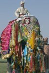 Mahout a decorated elephant at a festival in Jaipur, India